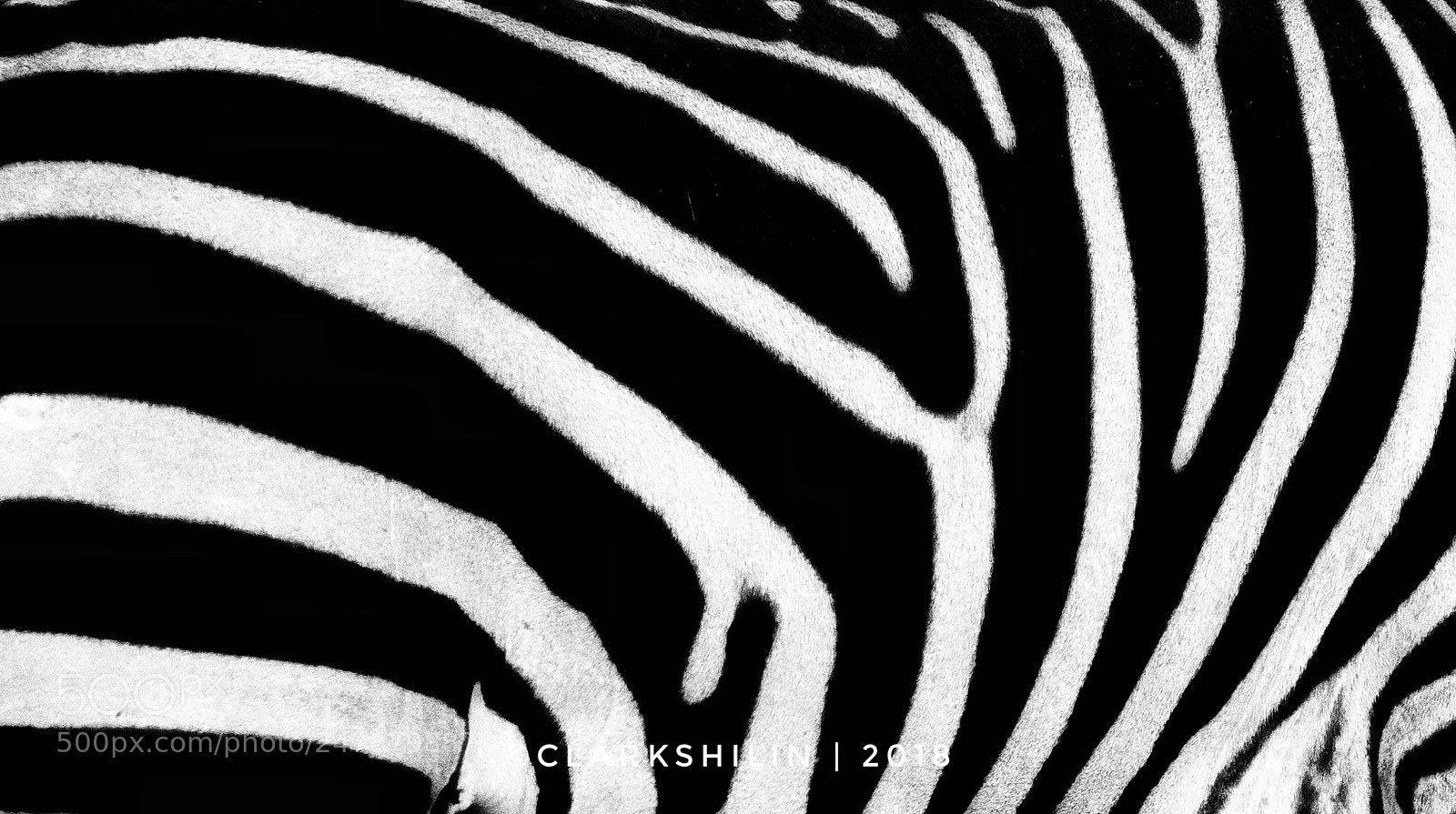 Canon EOS 5DS sample photo. Zebra photography