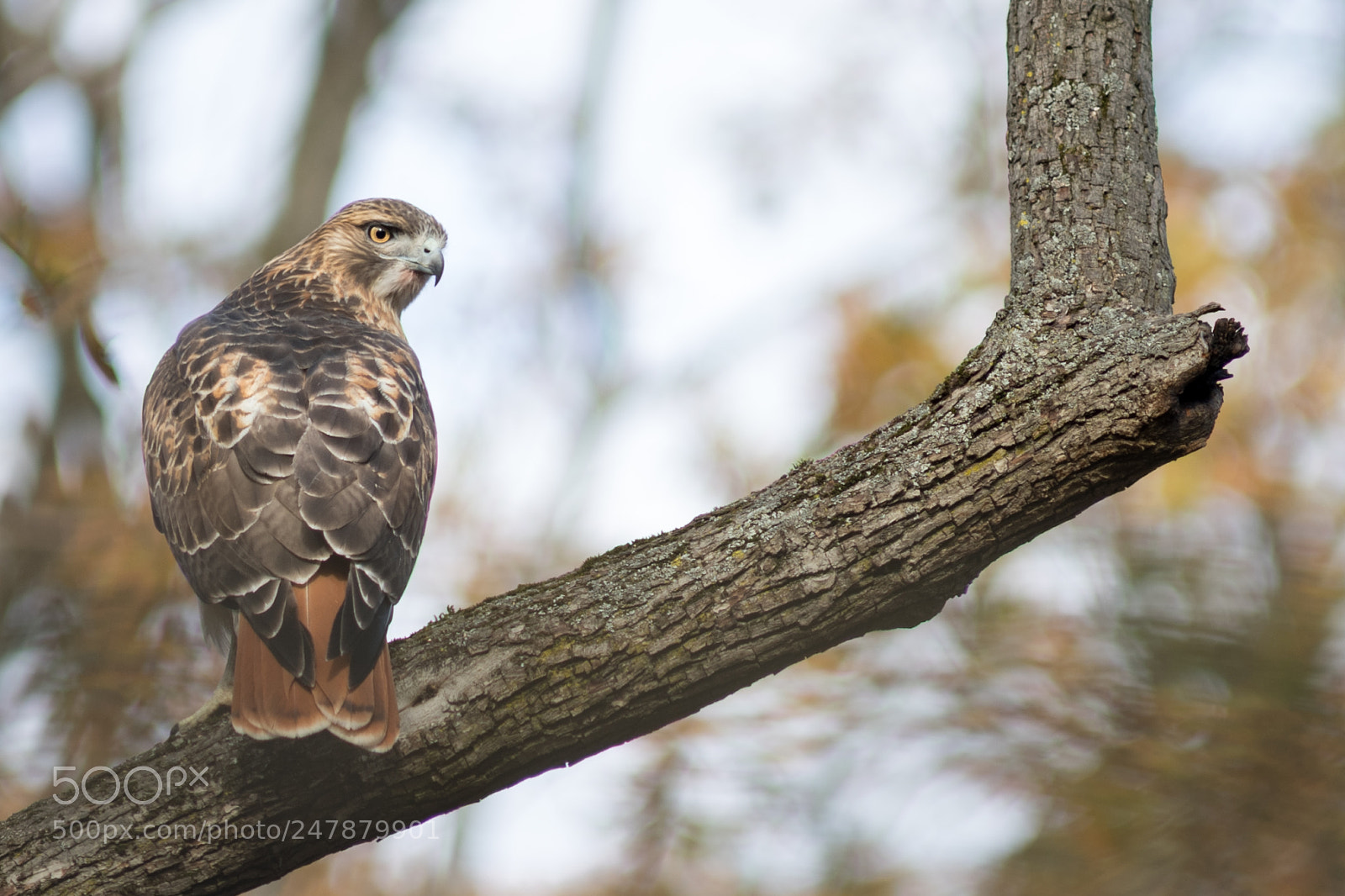 Nikon D500 sample photo. Red_tailed hawk photography