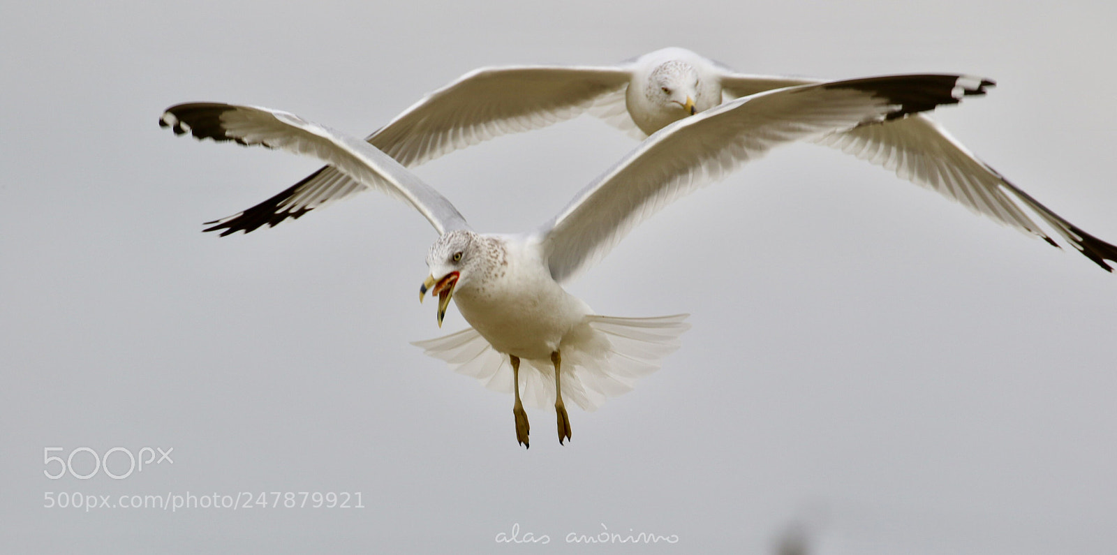 Canon EOS 7D Mark II sample photo. Chasing....! photography