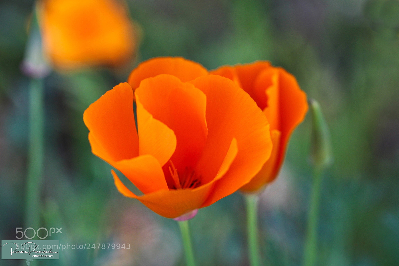 Canon EOS 100D (EOS Rebel SL1 / EOS Kiss X7) sample photo. California poppy eschscholzia californica photography