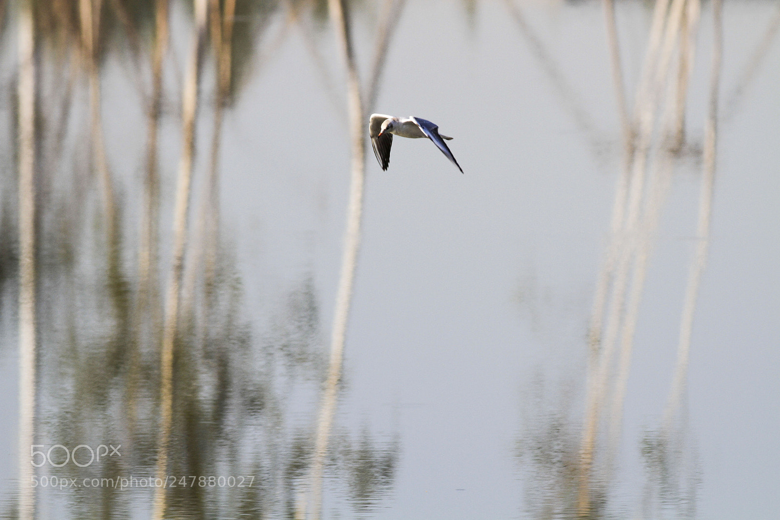 Canon EOS 7D sample photo. 海鸥 photography