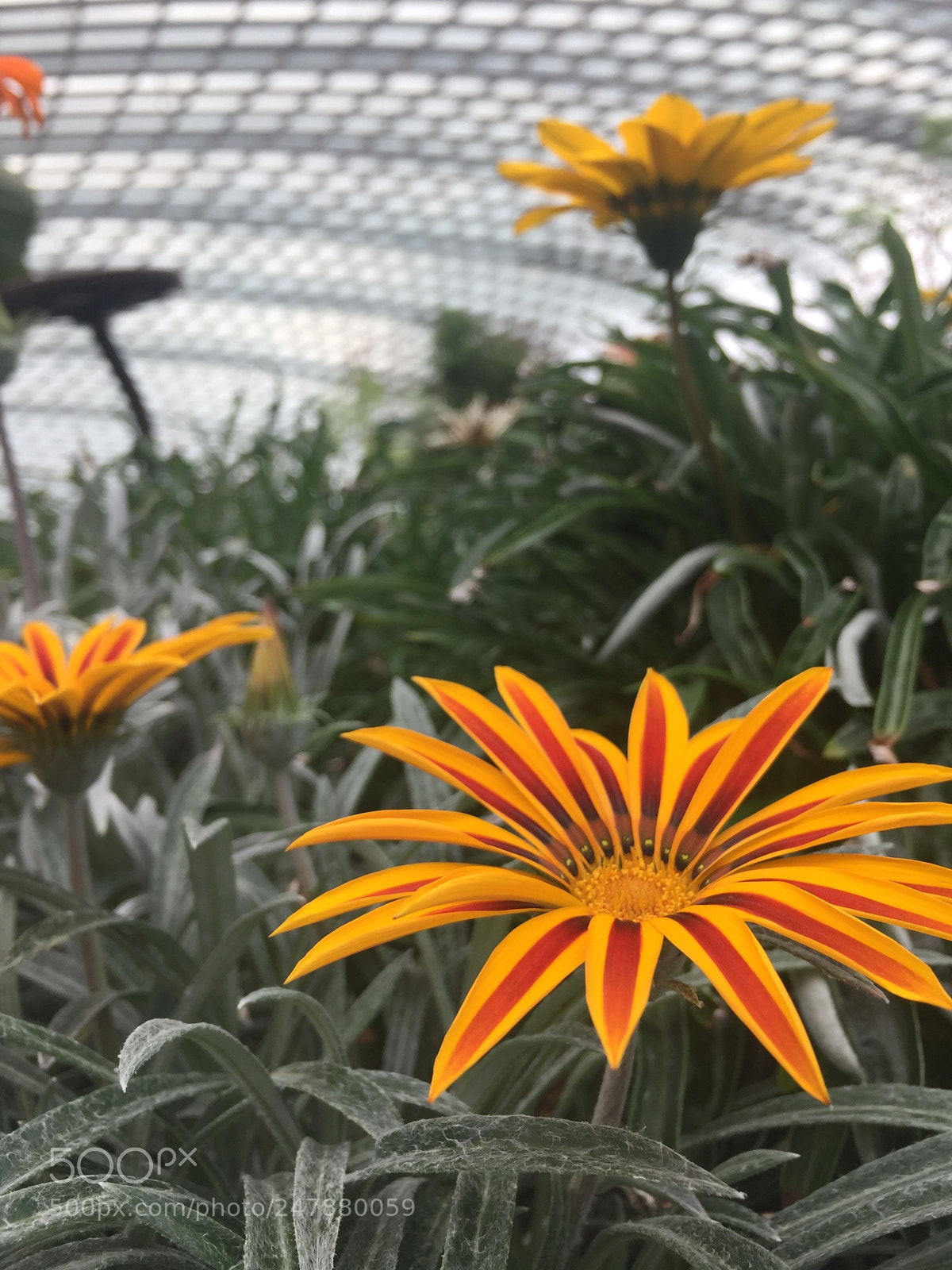Apple iPhone 6 Plus sample photo. Dahlia photography