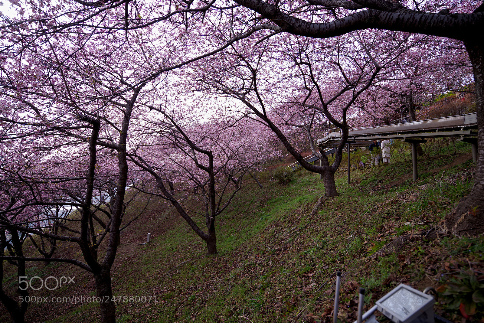 Pentax K-1 sample photo. Early sakura photography