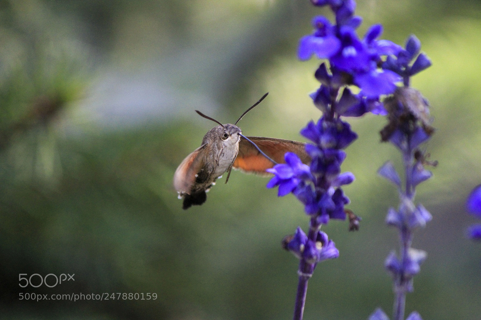 Canon EOS 7D sample photo. 蜂蛾macroglossum stellatarum photography