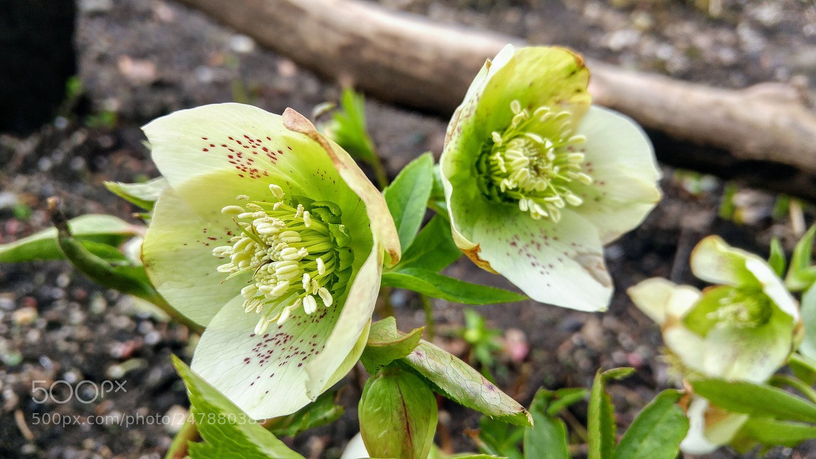 LG G4 sample photo. Christmas roses return photography