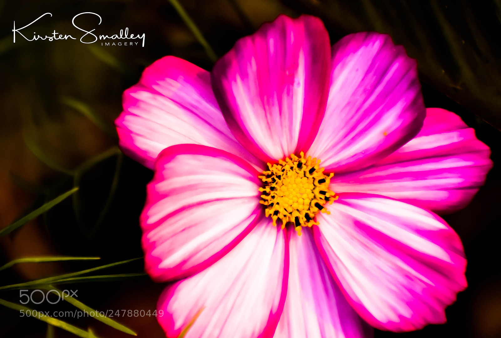 Nikon D3400 sample photo. In the pink photography