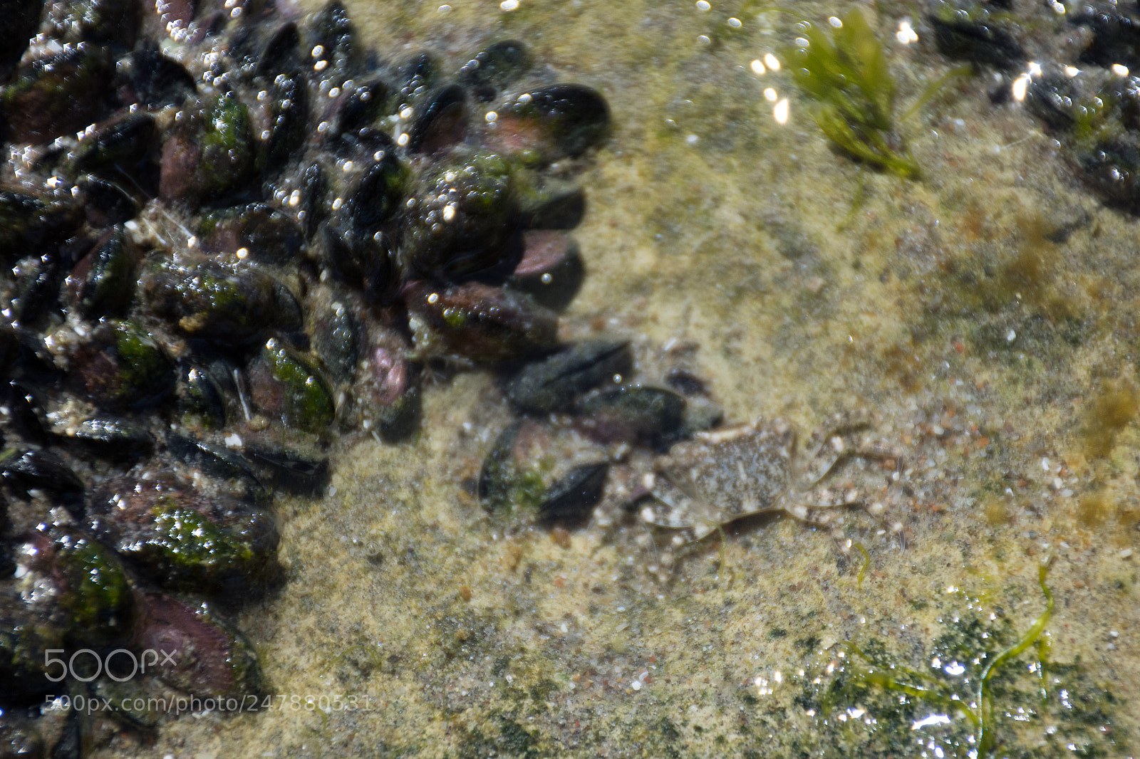 Nikon D7200 sample photo. Disfrazado de mar photography
