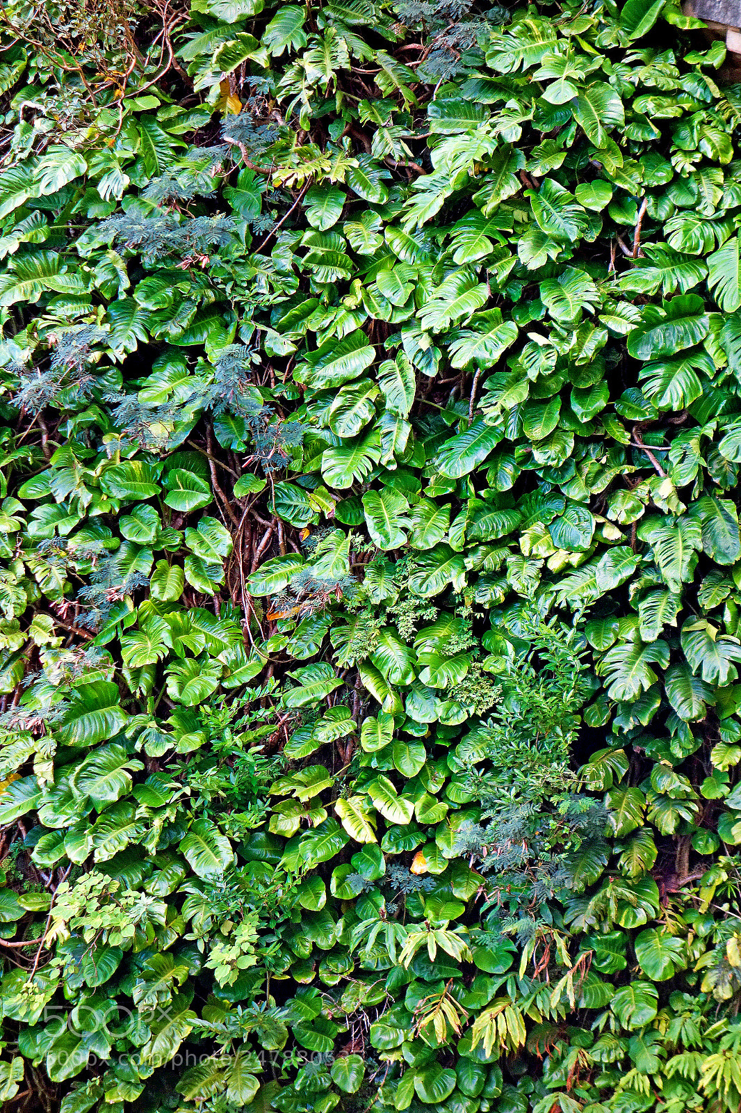 Sony Cyber-shot DSC-RX100 sample photo. Wall of green photography