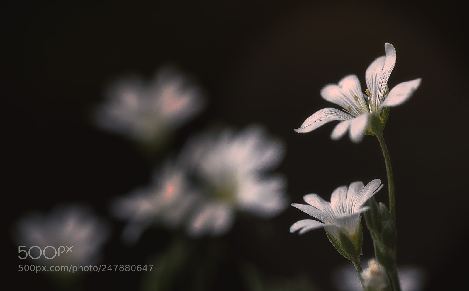 Canon EOS 7D Mark II sample photo. Little white flowers photography