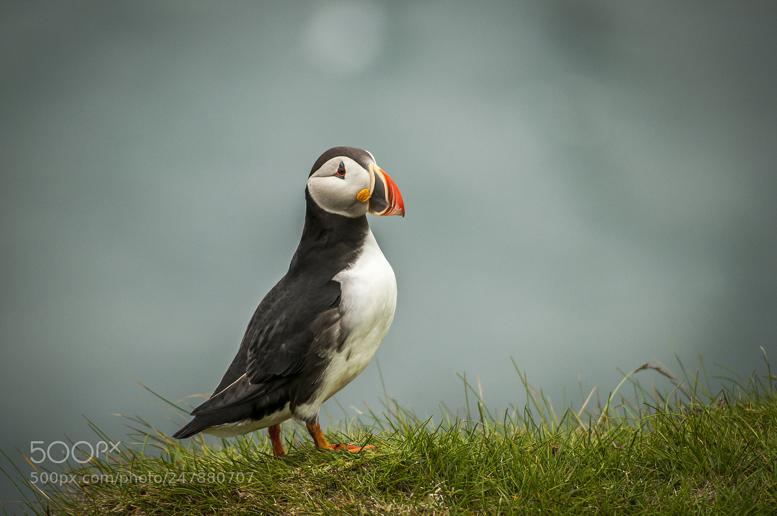 Nikon D5000 sample photo. Puffin photography