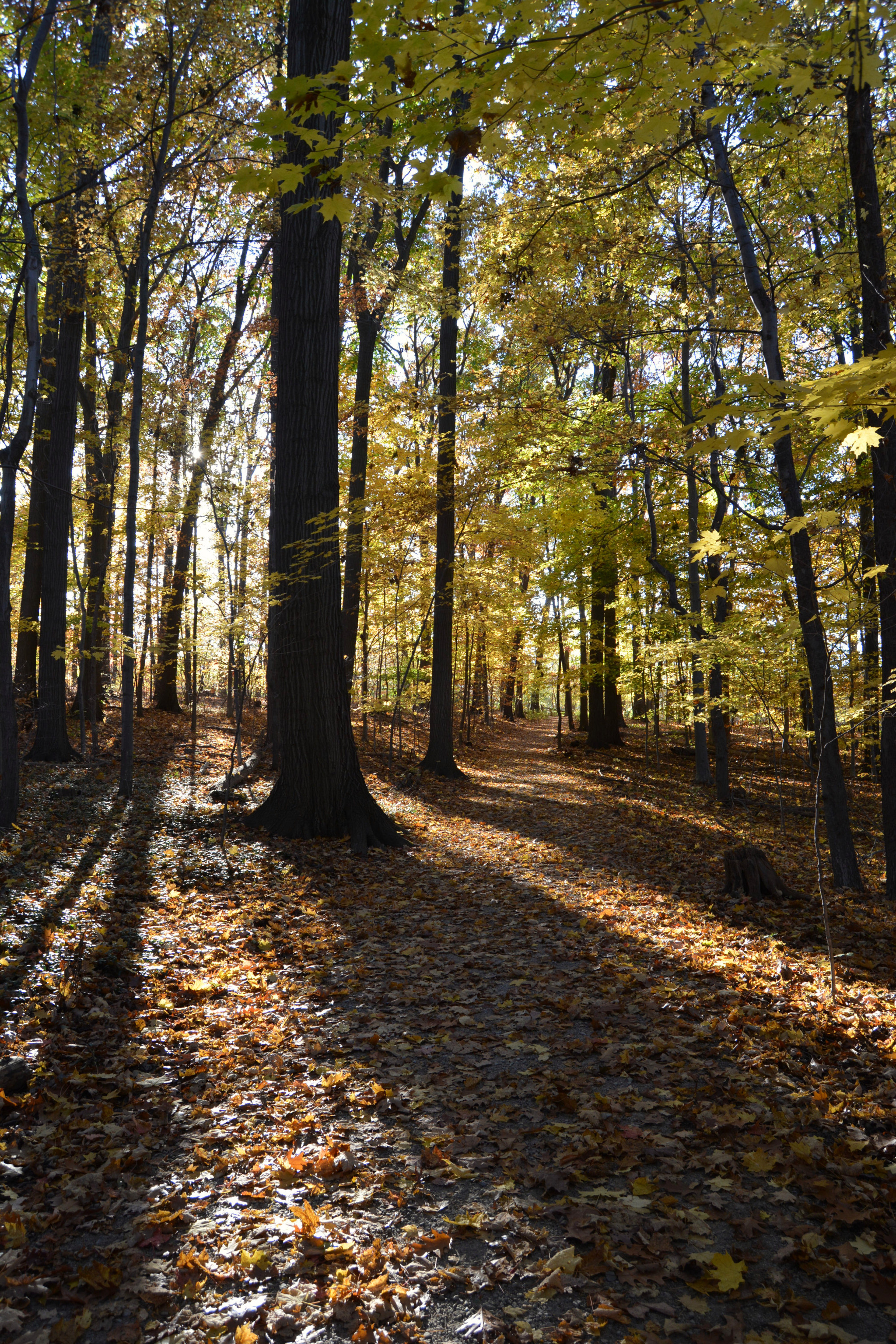 Nikon D5200 sample photo