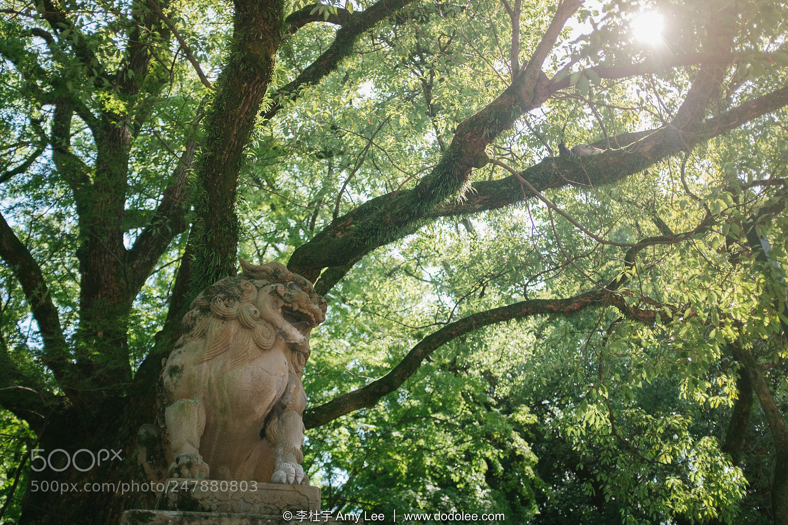 Fujifilm X100T sample photo. 八坂神社 photography