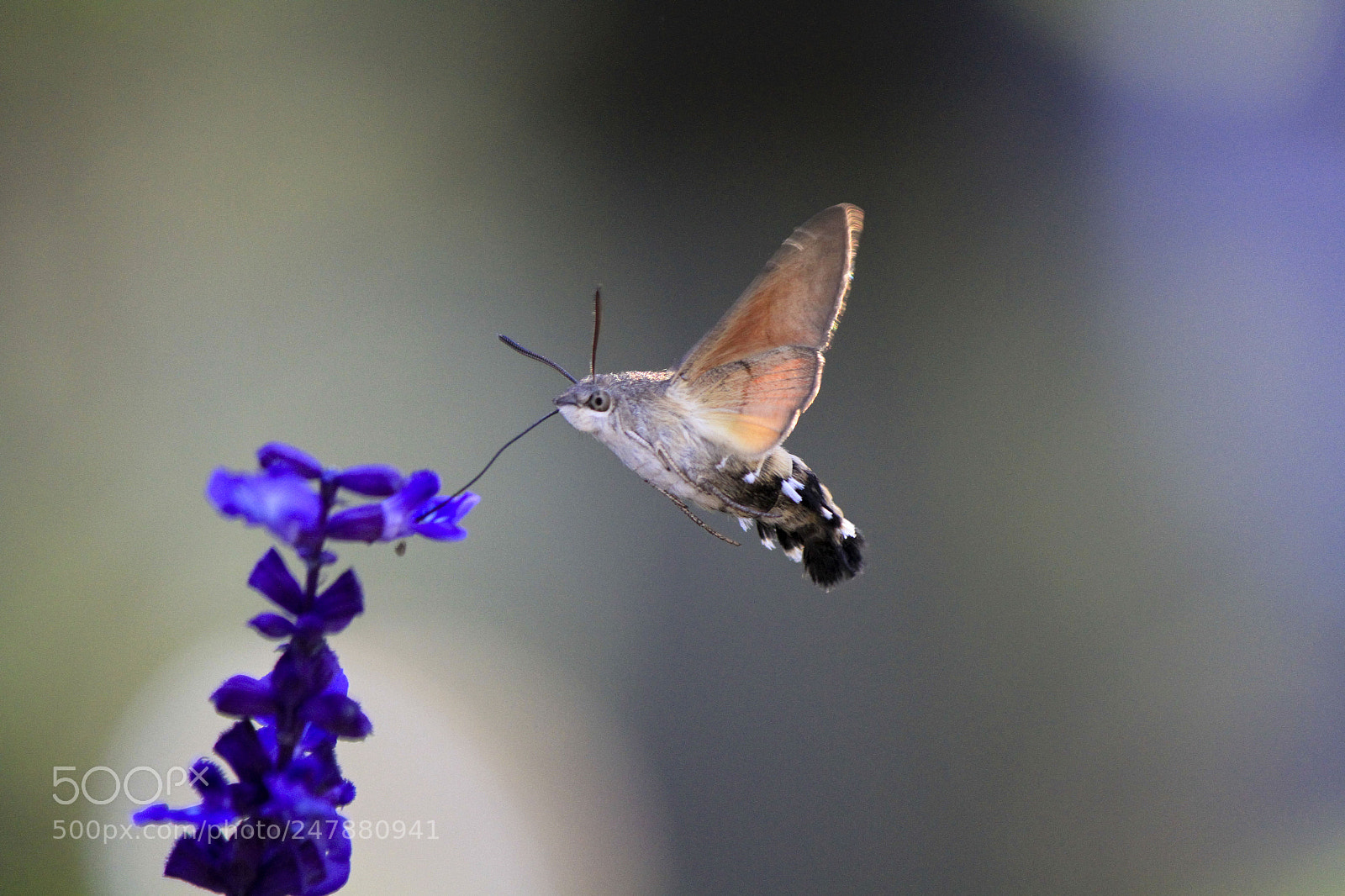 Canon EOS 7D sample photo. 蜂蛾wasp moth photography
