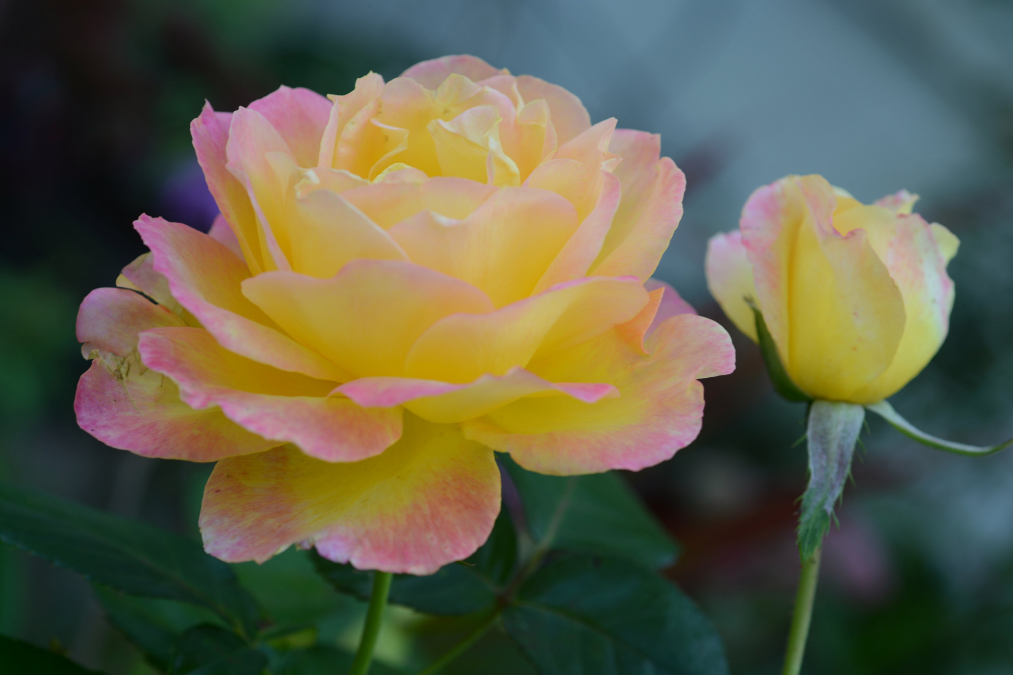 Nikon AF Micro-Nikkor 60mm F2.8D sample photo