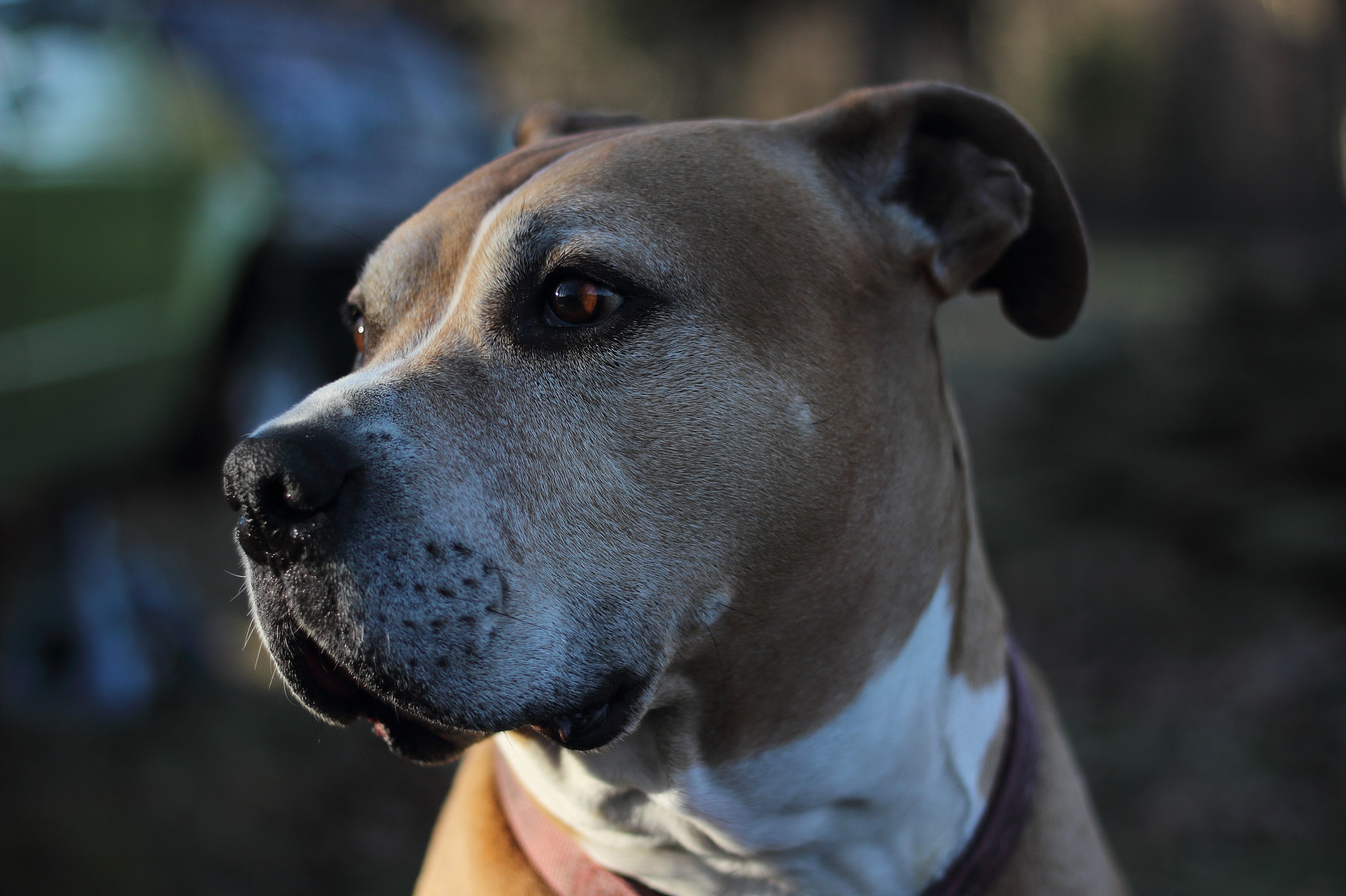 Canon EOS 600D (Rebel EOS T3i / EOS Kiss X5) sample photo. Pupponder photography
