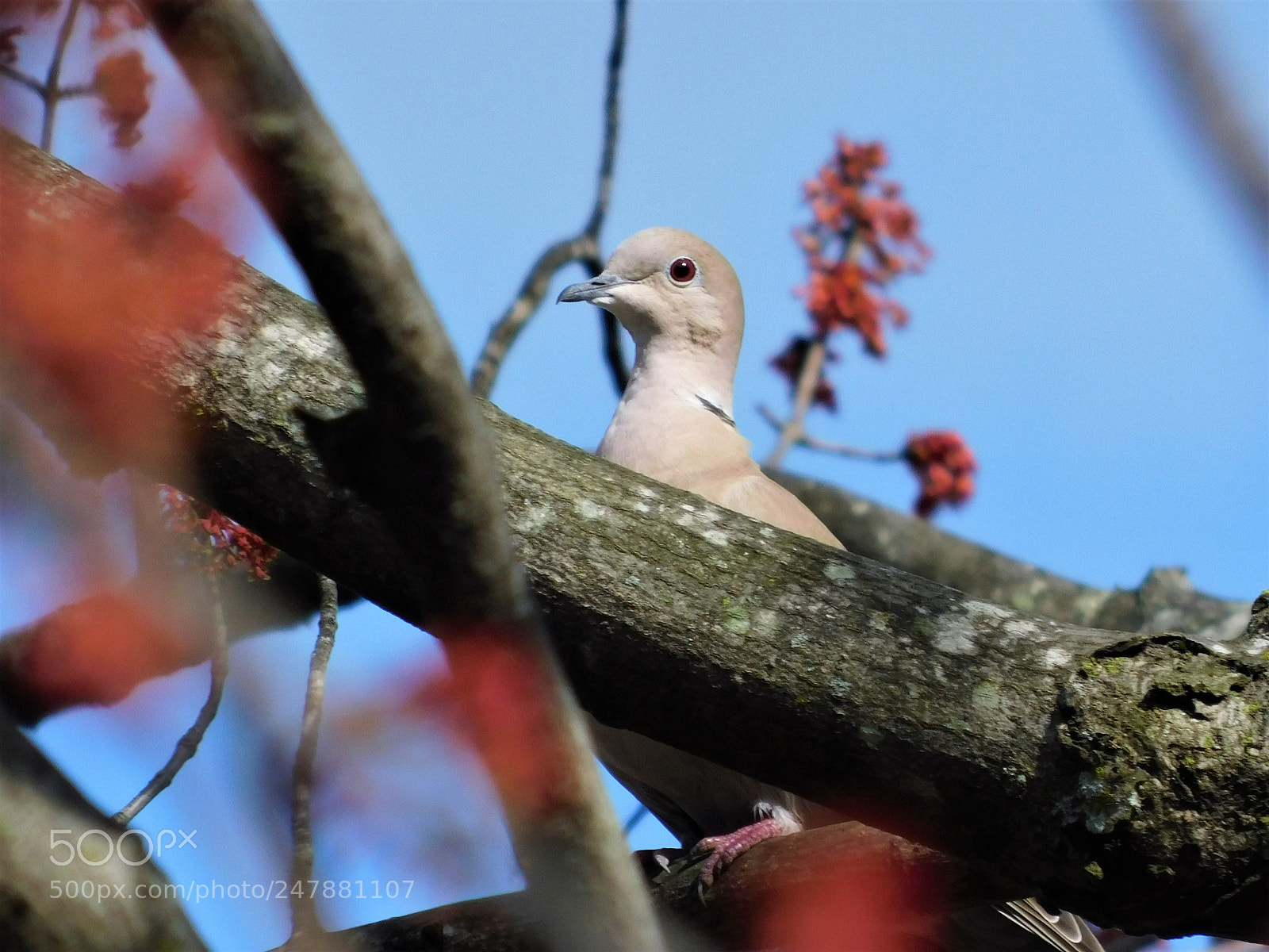 Nikon Coolpix B500 sample photo. Dove photography