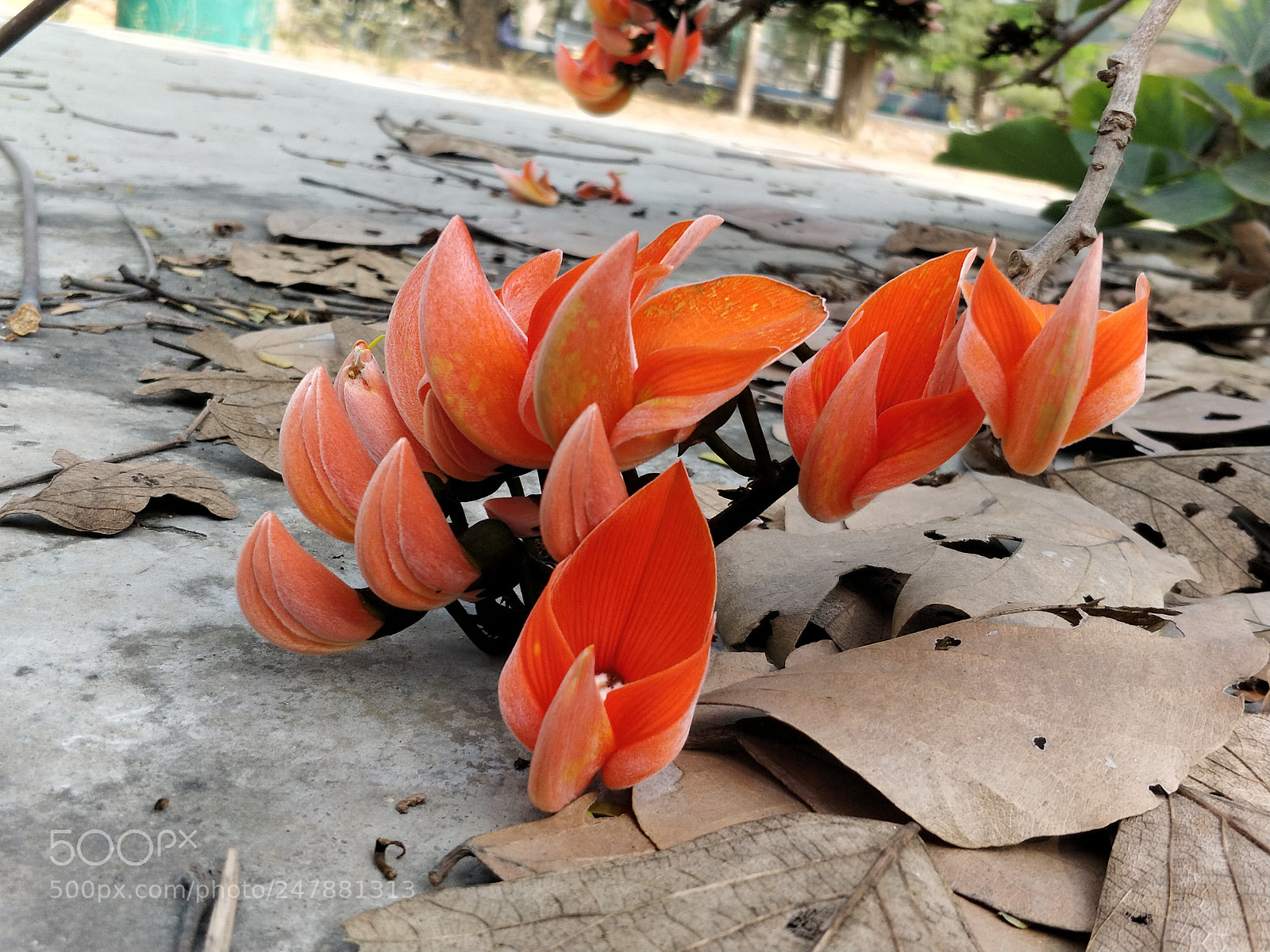 OnePlus 5 sample photo. Saffron floret photography