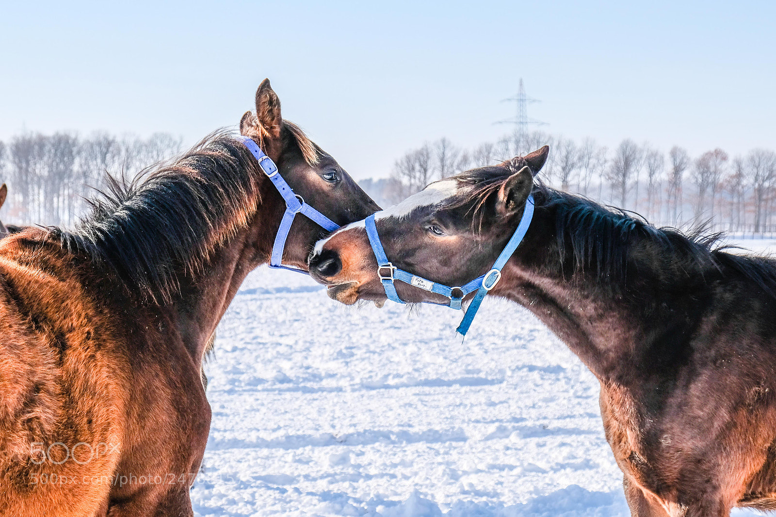 Fujifilm X-T20 sample photo. Horse in love photography