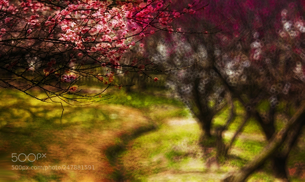 Nikon D300 sample photo. 多重曝光的桃花 photography
