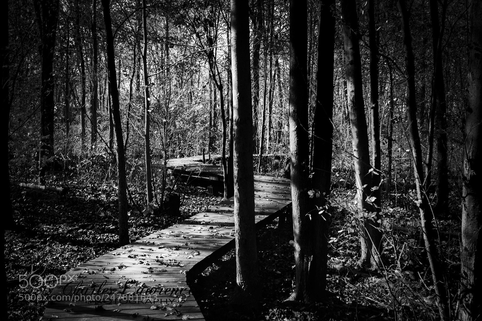 Nikon D7100 sample photo. In the woods photography
