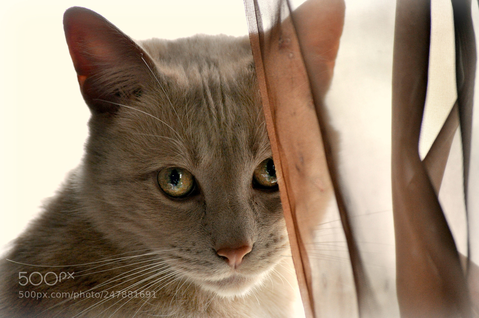 Nikon D5000 sample photo. Peek-a-boo photography