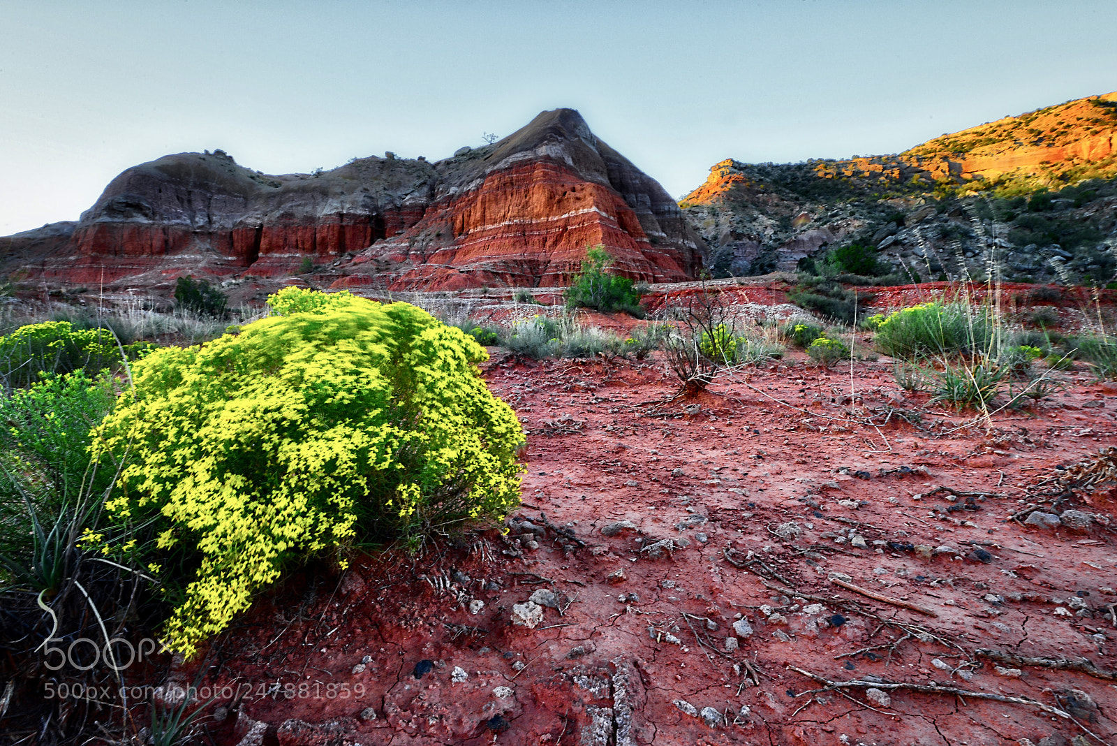 Nikon D800 sample photo. Morning light in palo photography
