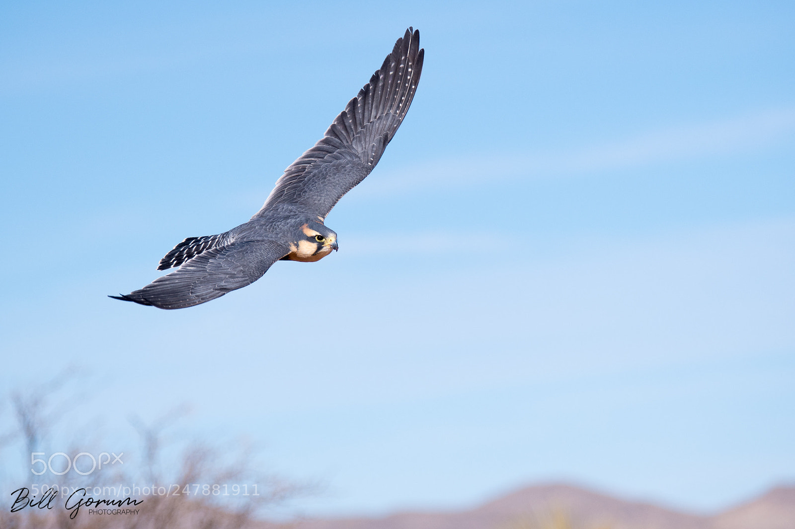 Nikon D500 sample photo. Aplomado falcon photography