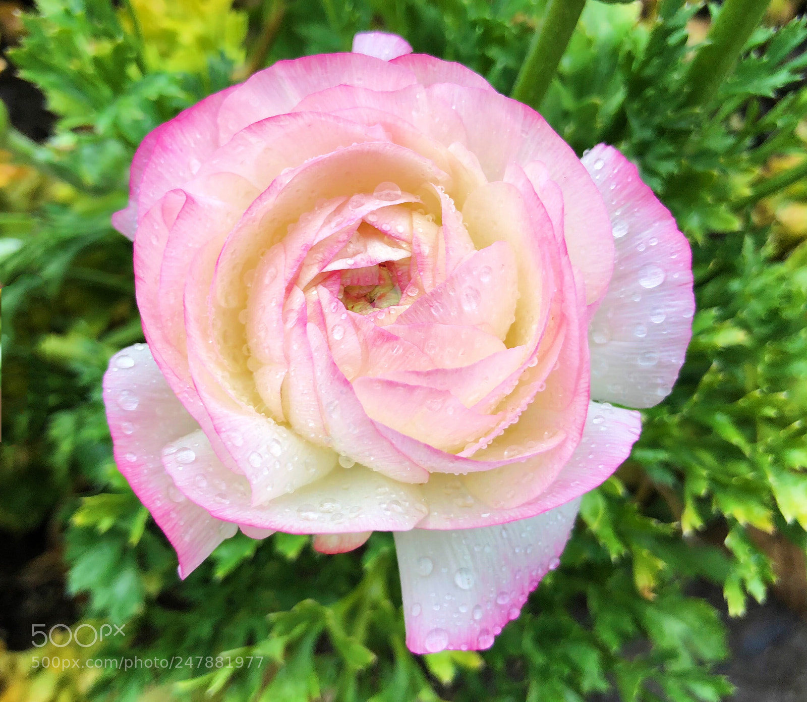 Apple iPhone X sample photo. Untitled photography