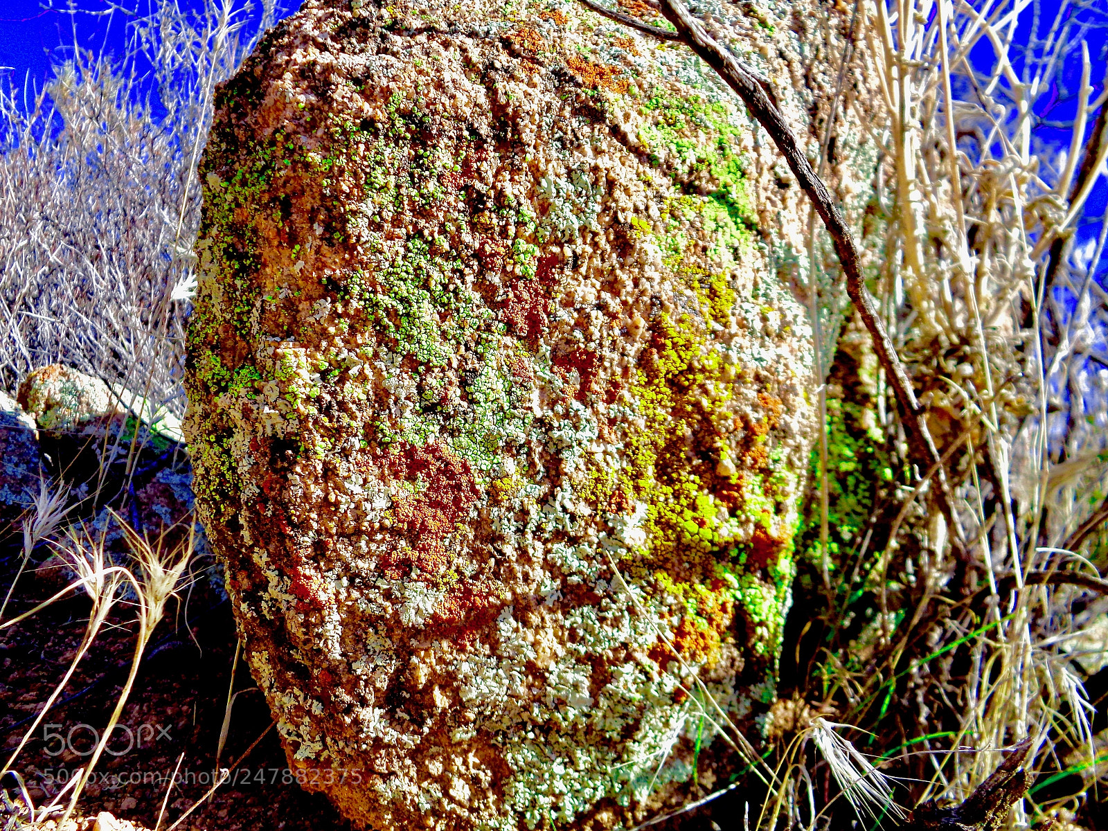 Sony Cyber-shot DSC-W830 sample photo. Lichen on granite photography