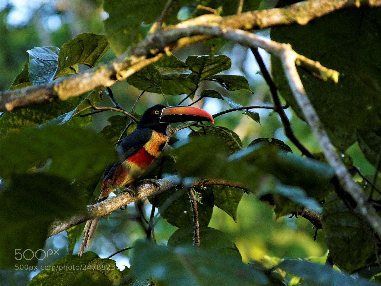 Sony SLT-A58 sample photo. Tucan photography