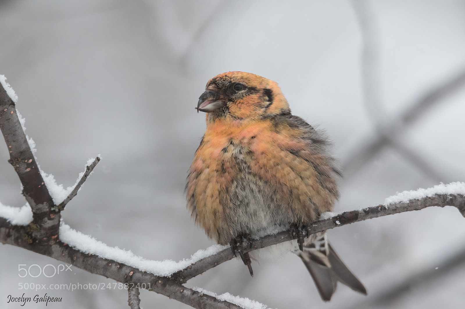 Canon EOS 7D Mark II sample photo. Chilly photography