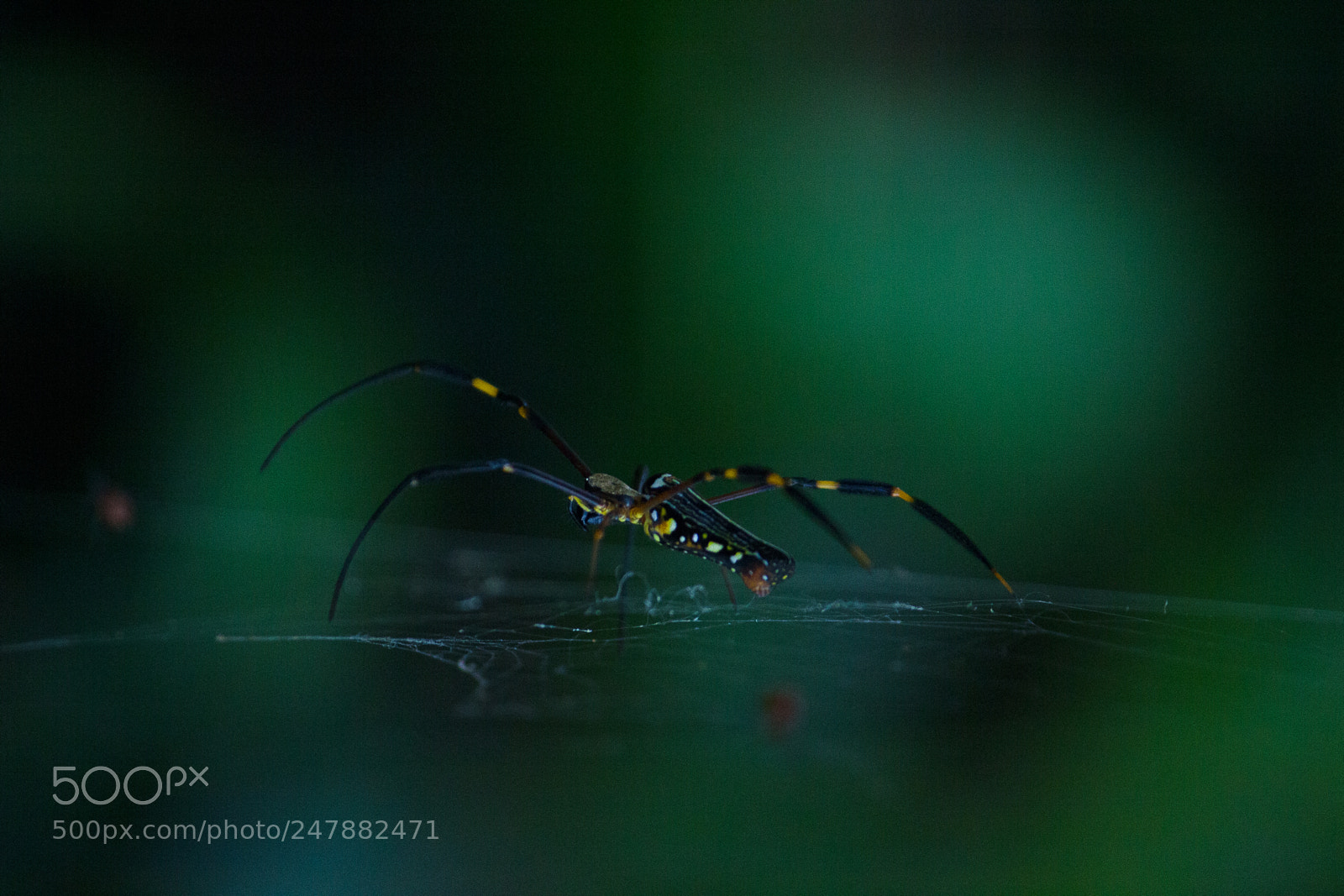 Canon EOS 60D sample photo. Spider photography