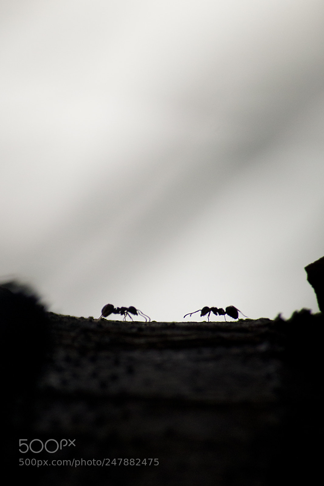 Canon EOS 60D sample photo. (animal interaction) photography