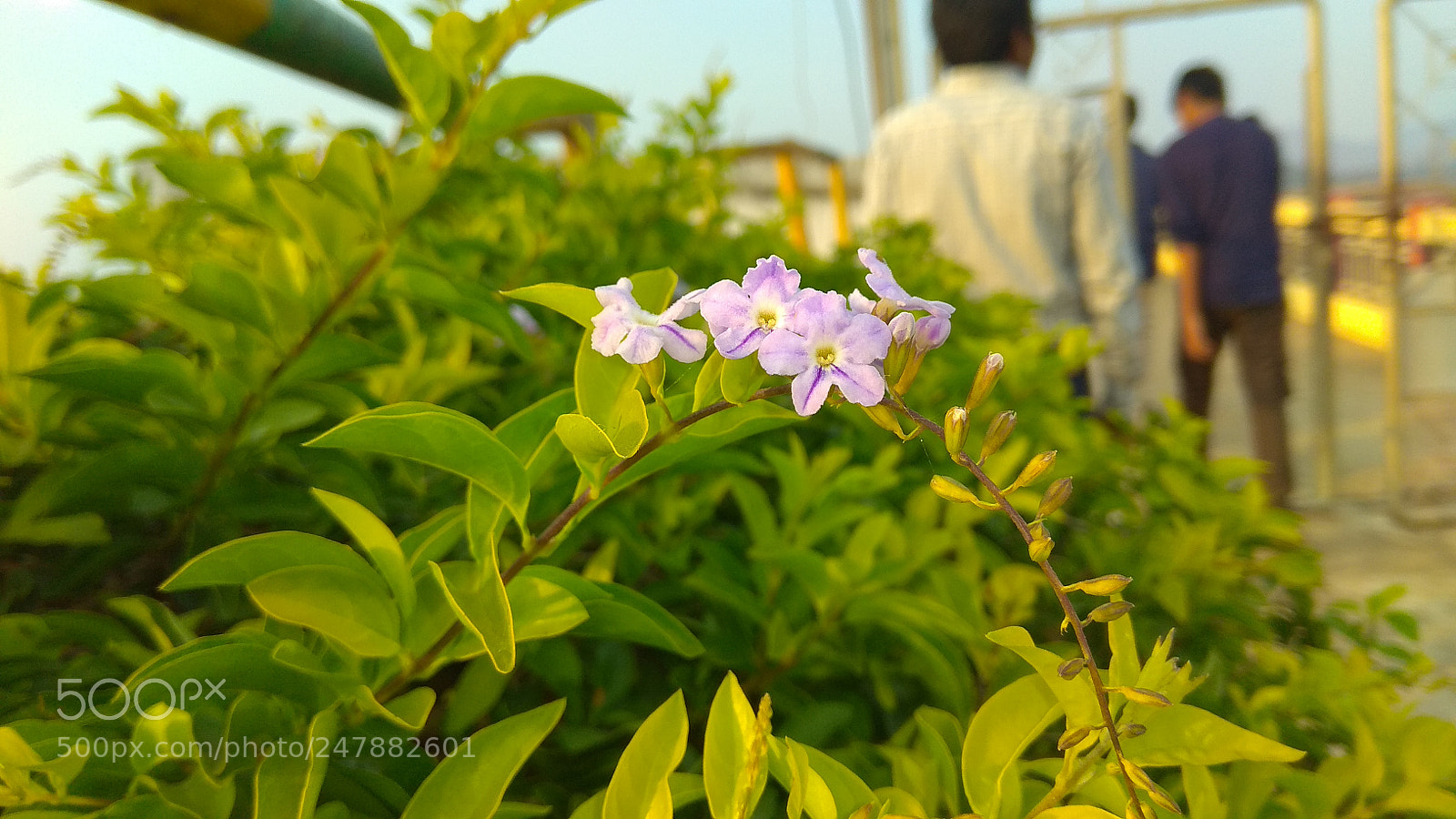 Xiaomi Redmi Note 4 sample photo. Untitled photography