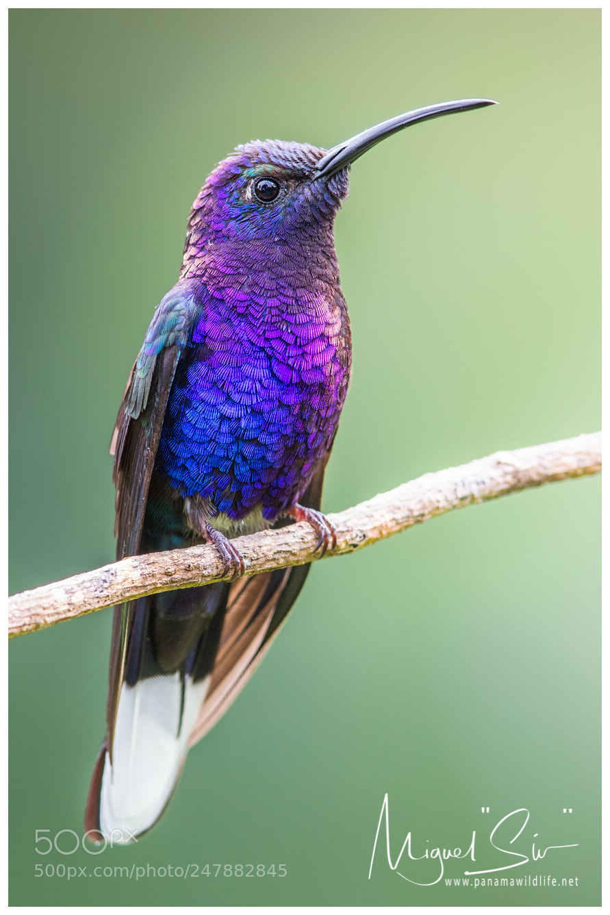 Canon EOS 7D Mark II sample photo. Violet sabrewing alasable viol photography
