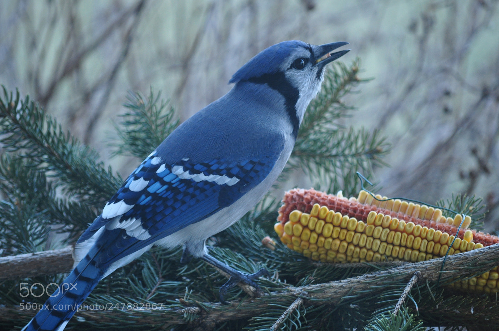 Nikon D5000 sample photo. Yum photography