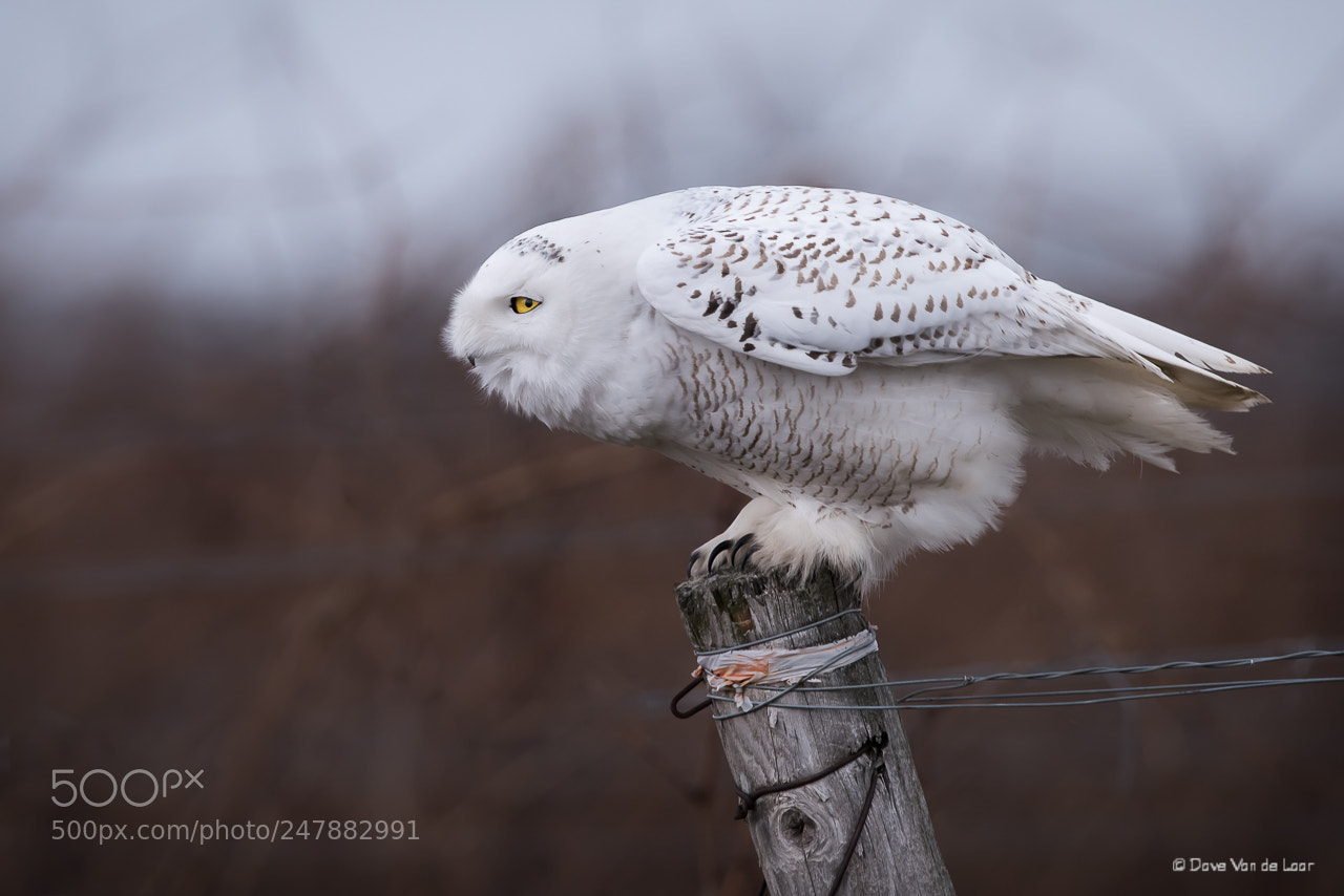 Nikon D810 sample photo. Snowy owl photography