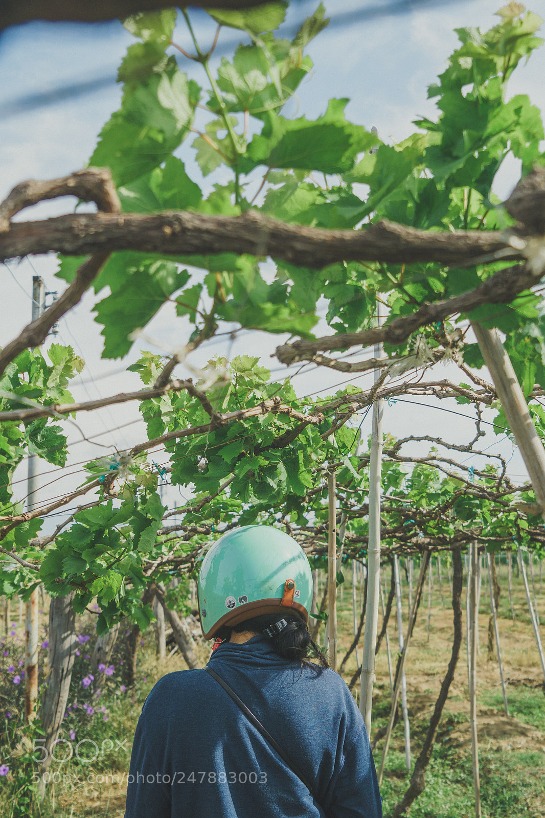 Sony a6300 sample photo. Grapes photography
