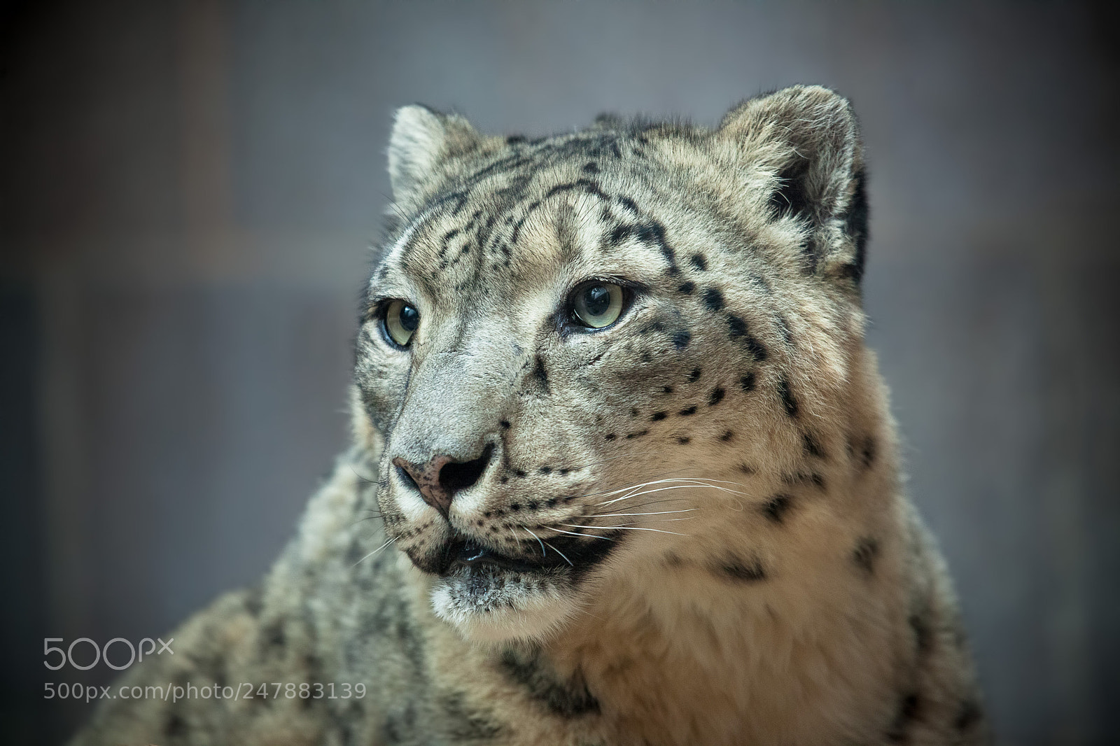 Canon EOS 5D Mark II sample photo. Snow leopard portrait black photography