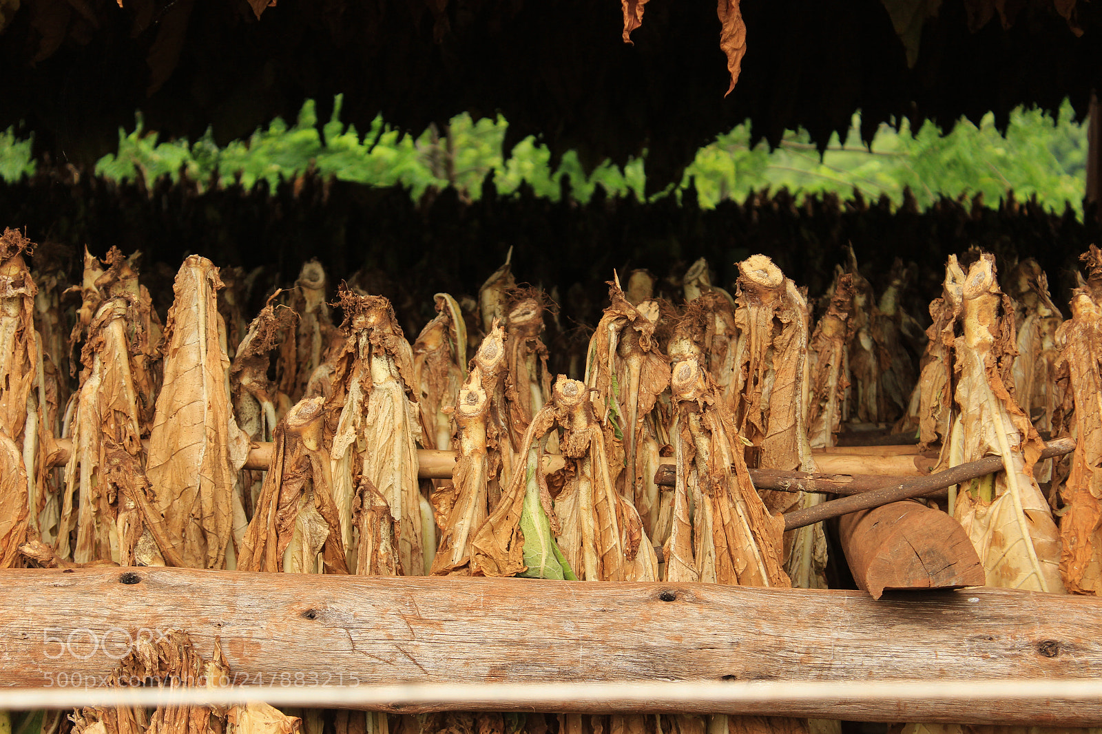 Canon EOS 600D (Rebel EOS T3i / EOS Kiss X5) sample photo. Curado de tabaco photography