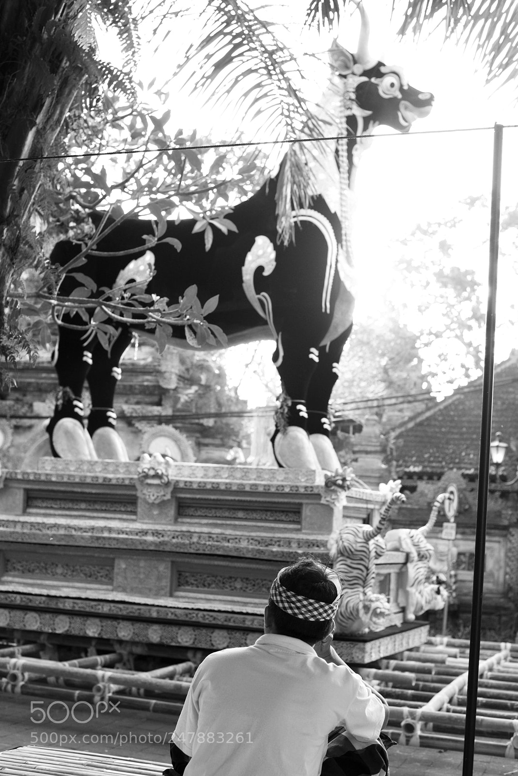 Nikon D610 sample photo. Balinese lembu black ox photography