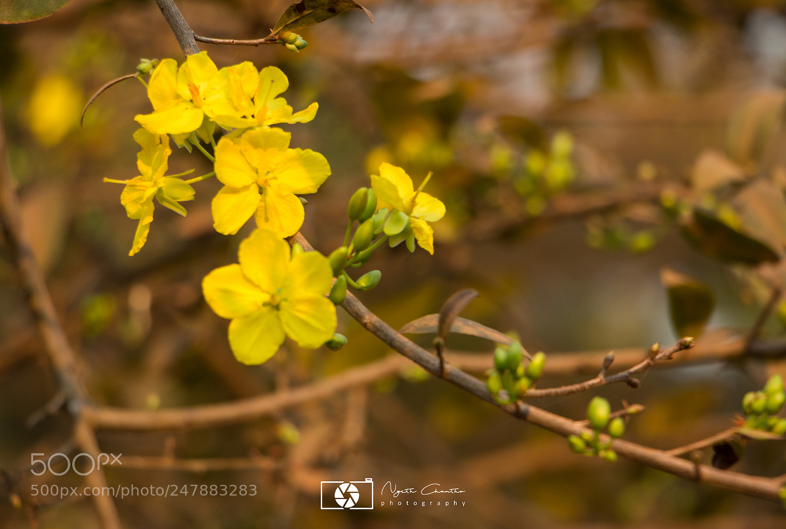 Canon EOS 700D (EOS Rebel T5i / EOS Kiss X7i) sample photo. The yellow flower photography