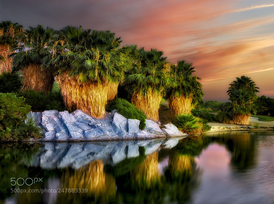 Leica M9 sample photo. Pond and palm tress photography