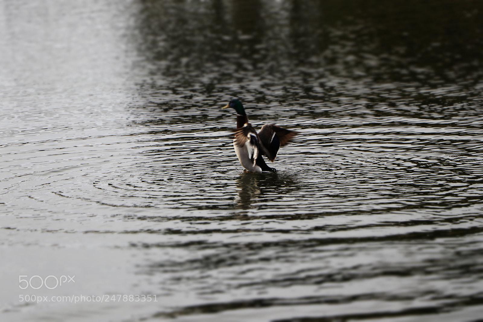 Canon EOS 80D sample photo. Untitled photography
