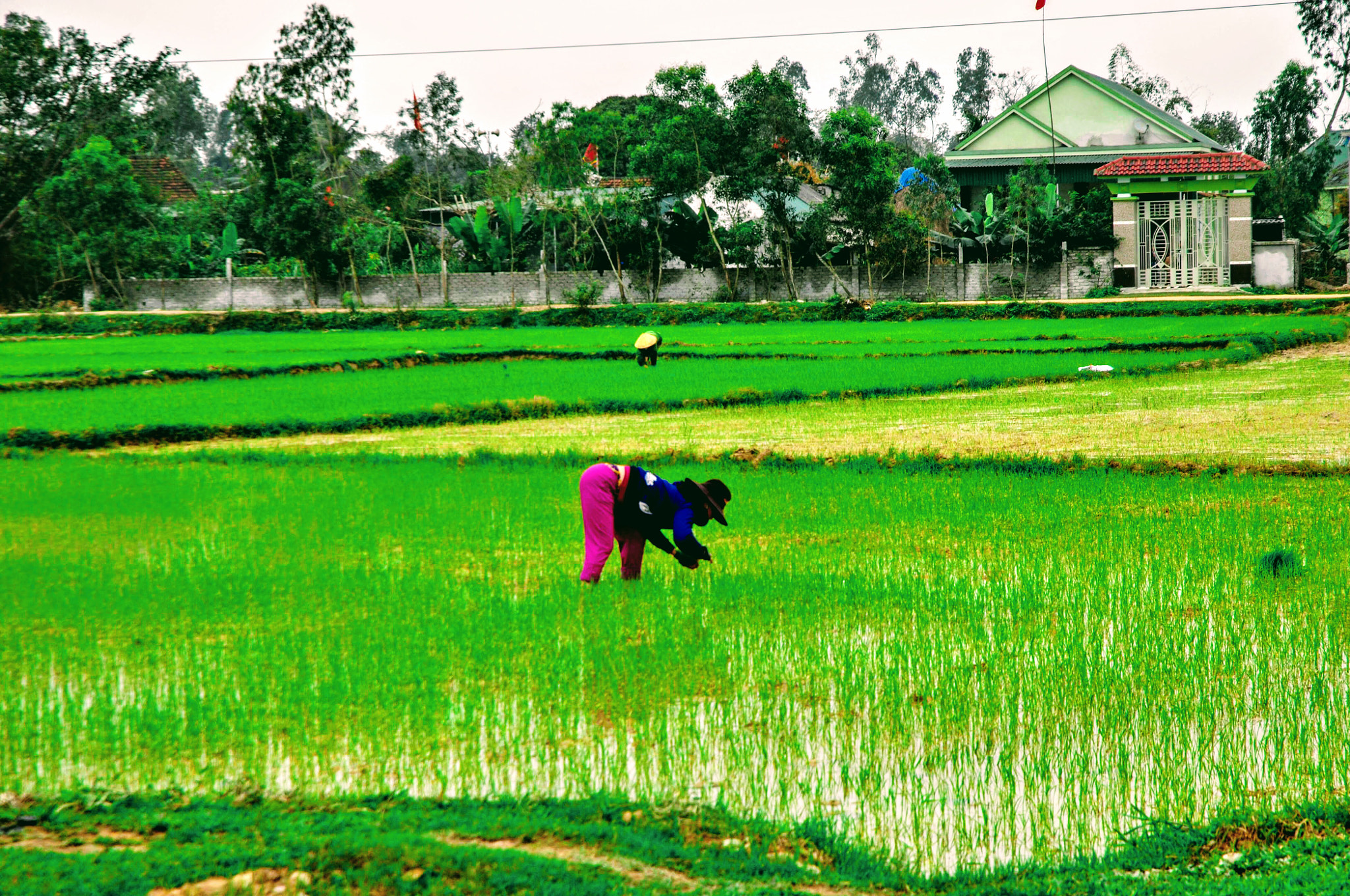 Nikon D2Xs sample photo. Vietnam photography