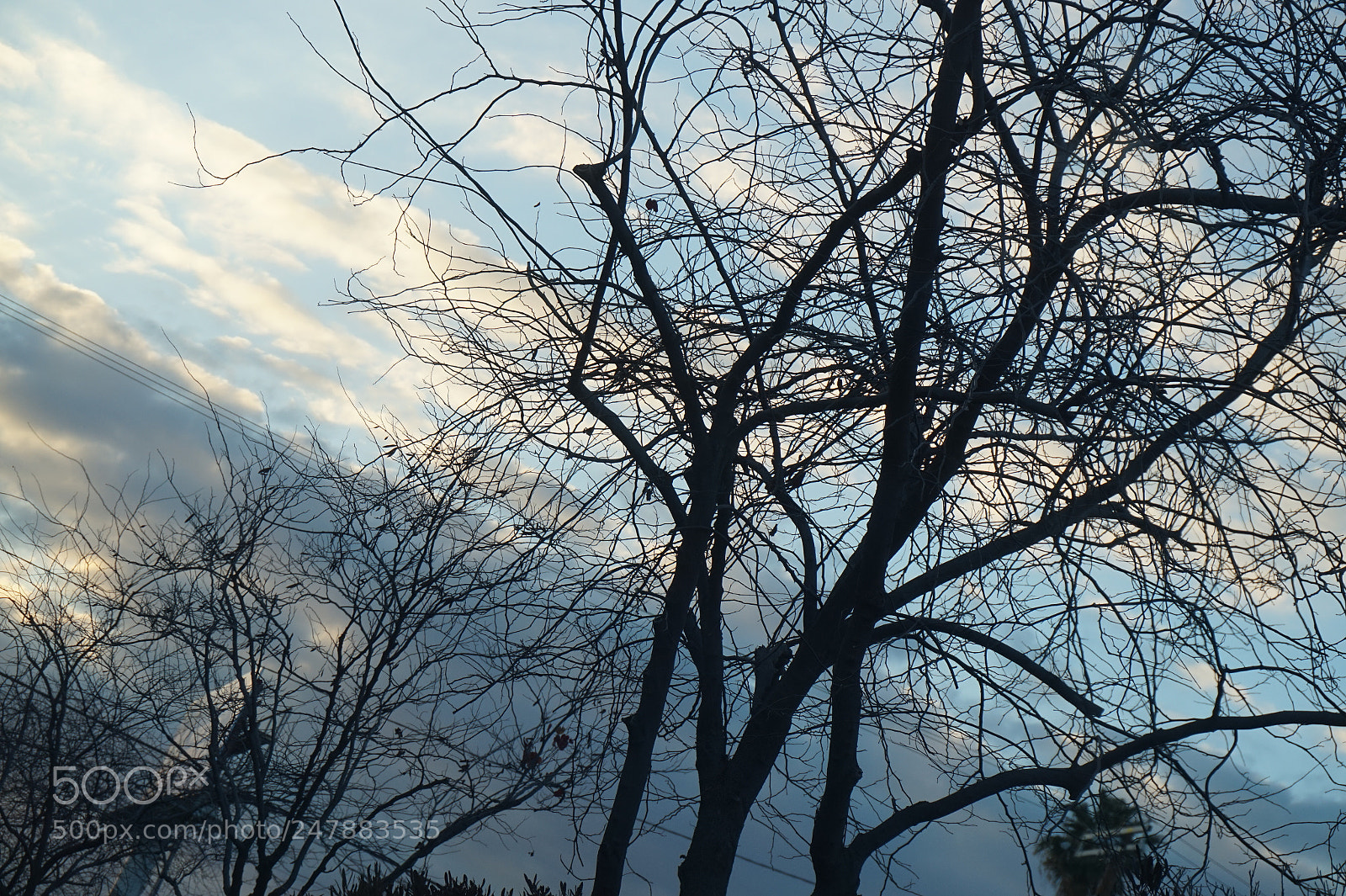 Sony Alpha a5000 (ILCE 5000) sample photo. Dark days bright nights. photography