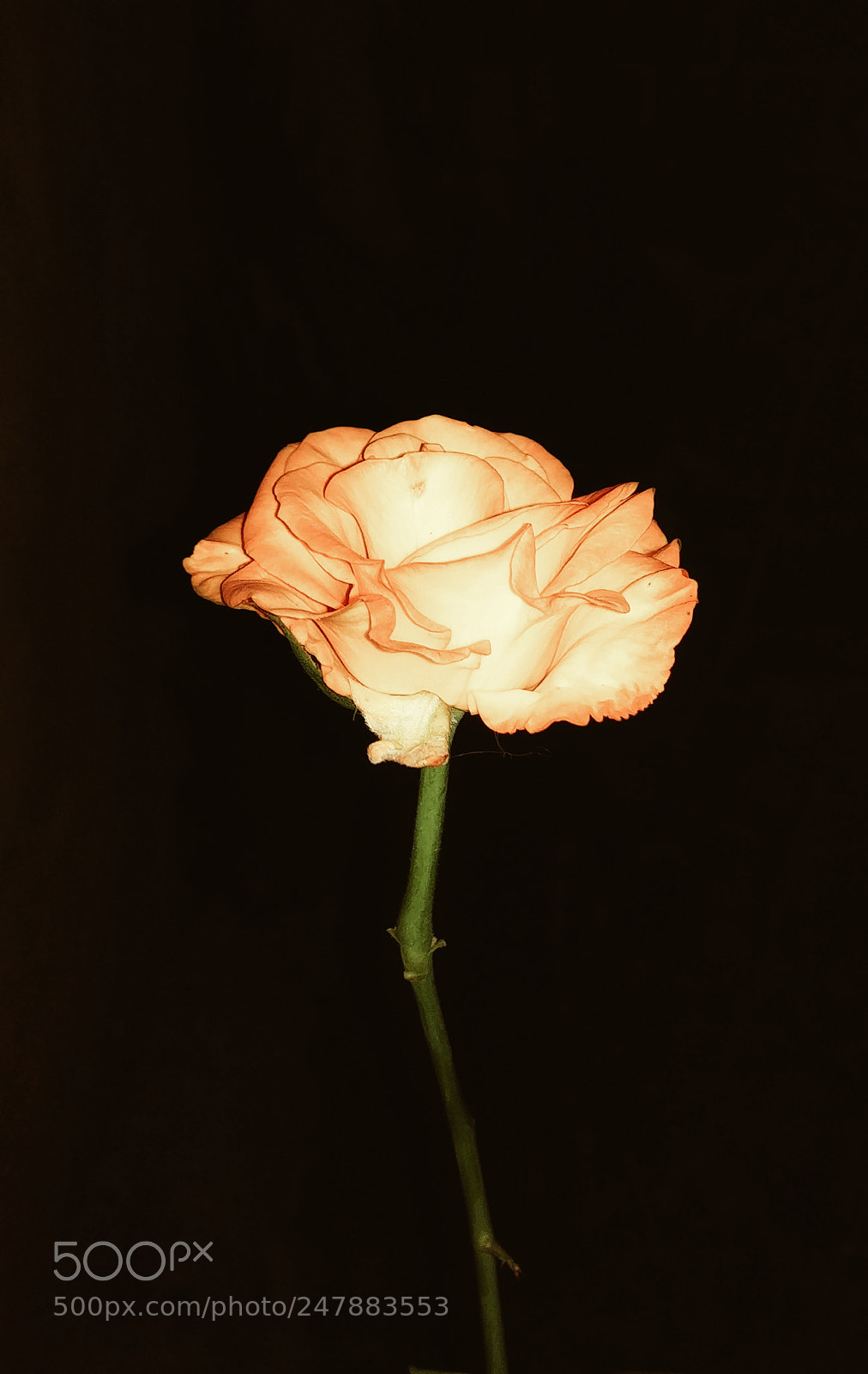 LG G6 sample photo. Nigth rose photography