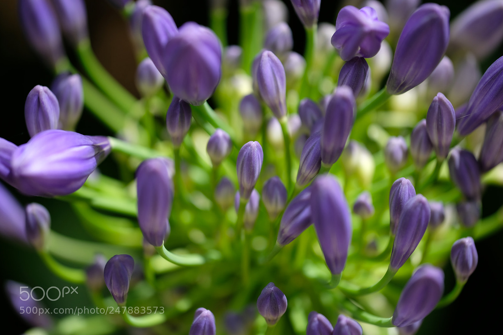 Fujifilm X-T20 sample photo. Untitled photography