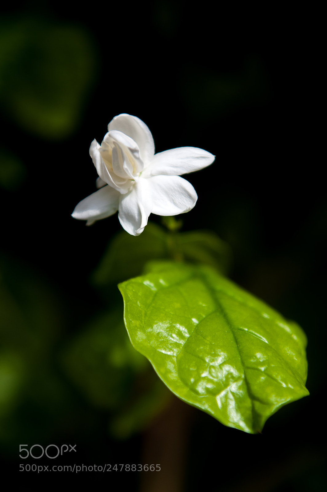 Nikon D90 sample photo. 茉莉花 photography