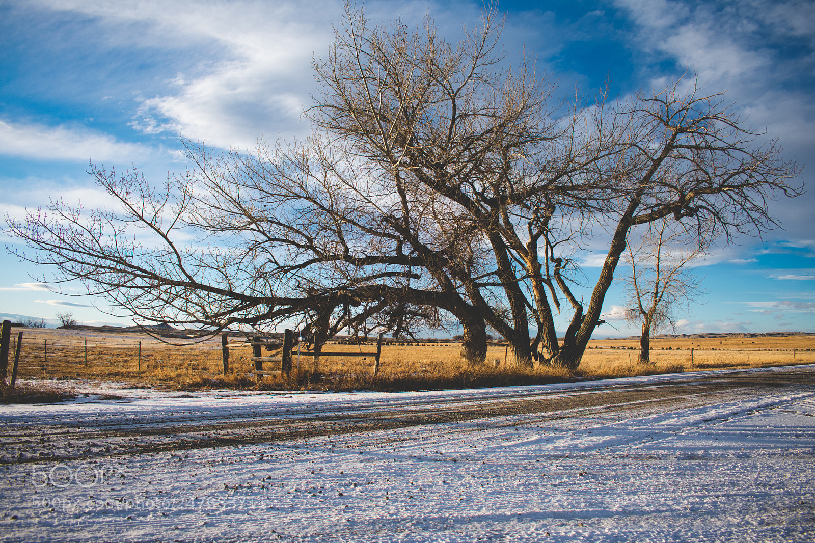 Nikon D3400 sample photo. Lonely tree photography